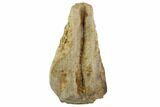Triceratops Shed Tooth - Montana #98349-1